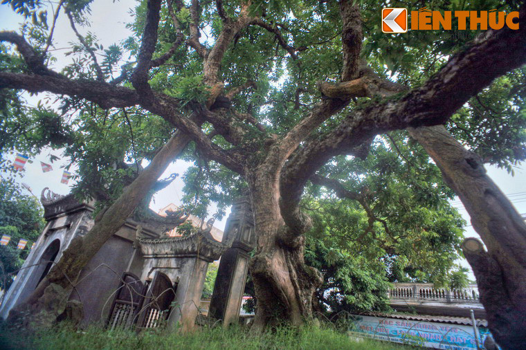 Trước kia, thân cây nhãn Tổ rất to, ba người lớn ôm chưa hết. Vào năm 1947, một cơn bão lớn quét qua địa phương, cây bị gãy mất một nửa do thân cây vốn đã mục theo thời gian. Chỉ còn một nhánh cây được giữ lại, chính là cây nhãn hiện tại. Ngày nay, cây vẫn ra quả đều đặn mỗi mùa.