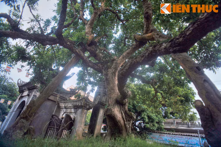 Trước kia, thân cây nhãn Tổ rất to, ba người lớn ôm chưa hết. Vào năm 1947, một cơn bão lớn quét qua địa phương, cây bị gãy mất một nửa do thân cây vốn đã mục theo thời gian. Chỉ còn một nhánh cây được giữ lại, chính là cây nhãn hiện tại. Ngày nay, cây vẫn ra quả đều đặn mỗi mùa.