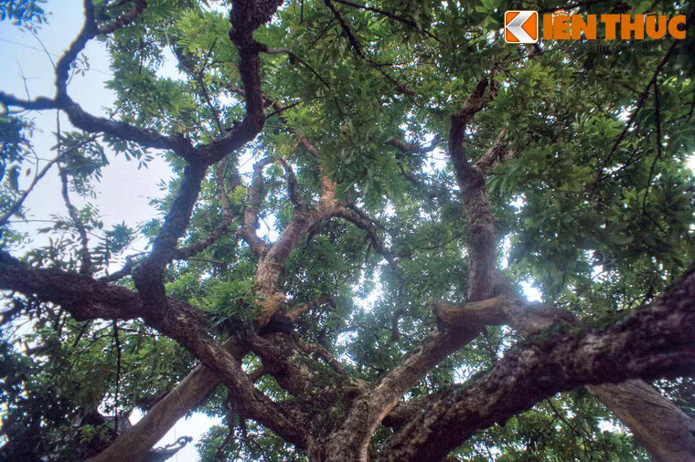 Cây nhãn thường cho rất nhiều quả to, hình dáng hơi bẹt, cùi dày, ăn ngọt, hạt nhỏ. Nhà bác học Lê Quý Đôn từng ví mùi vị của quả cây nhãn Tổ "thơm tựa như nước thánh trời cho". Từ cây nhãn này, người dân Hưng Yên đã lấy giống để trồng ở nhiều nơi trong địa phương của mình.