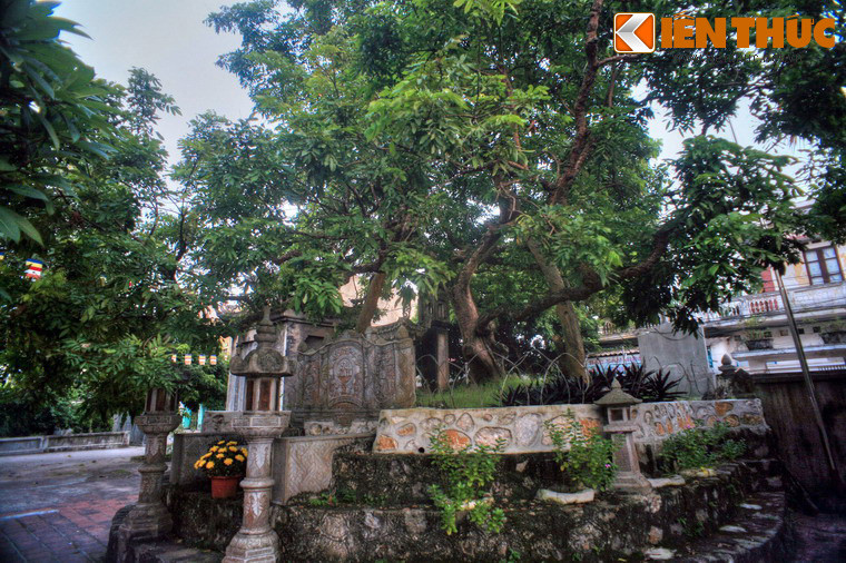 Tương truyền, cây nhãn Tổ là sản vật quý của vùng, vì vậy hàng năm vào tháng ba, mùa nhãn, các vị quan địa phương, các bậc cao niên trong làng thường chọn những trai làng khỏe mạnh, khôi ngô tuấn tú trèo lên cây hái nhãn tiến vua, nên cây nhãn này còn được gọi là cây nhãn tiến.