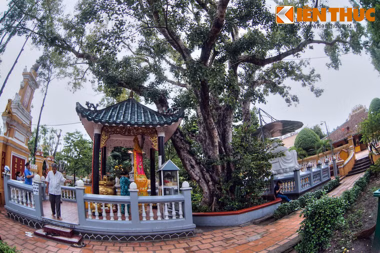 Trước sân chính điện có đặt tượng Quán Thế Âm Bồ Tát dưới bóng cây bồ đề. Đây là cây bồ đề do Đại đức Narada mang từ Sri Lanka sang trồng vào ngày 18/6/1953.