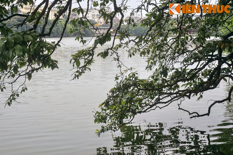 Dù Hà Nội đã và đang đổi thay chóng mặt, hình ảnh hàng cây soi bóng xuống hồ nước thấm đẫm huyền thoại sẽ luôn vẹn nguyên trong ký ức người Hà Nội và mãi xanh tươi cùng dòng chảy vô tận của thời gian…