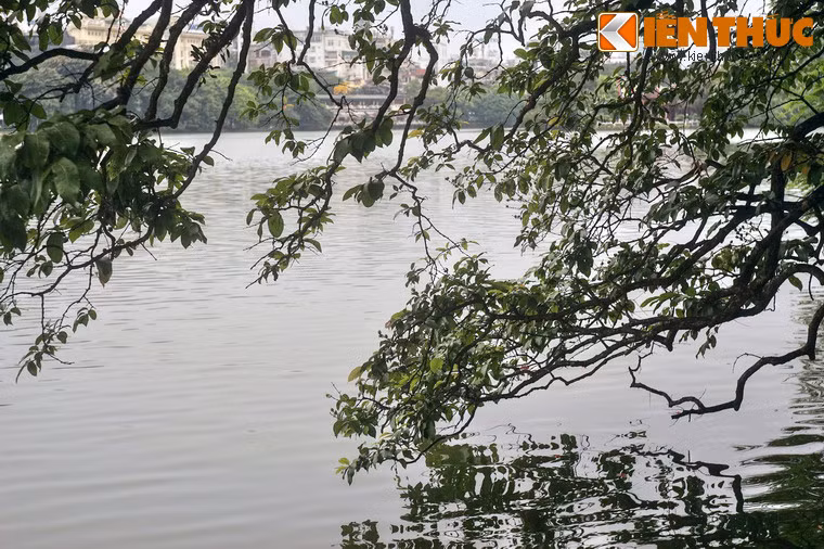 Dù Hà Nội đã và đang đổi thay chóng mặt, hình ảnh hàng cây soi bóng xuống hồ nước thấm đẫm huyền thoại sẽ luôn vẹn nguyên trong ký ức người Hà Nội và mãi xanh tươi cùng dòng chảy vô tận của thời gian…