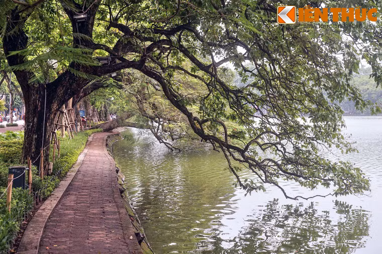 Hàng cây đặc biệt này tạo những mái che xanh mát trên lối đi men bờ hồ, khiến không gian luôn mát rượi dù là giữa ngày hè oi bức.