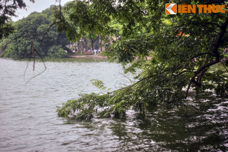 Các tán lá xanh ngập chìm trong nước, như những bàn tay vục xuống để cảm nhận sự ngọt lành của làn nước.