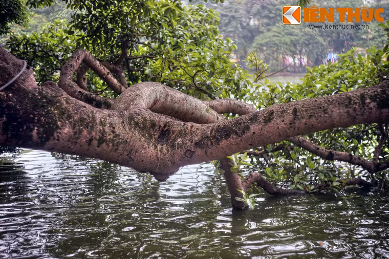 Đó có thể là những ngày hè thảnh thơi, khi các cậu bé, cô bé leo trèo, đùa nghịch trên những cành cây già cỗi vươn ra trên sóng nước.