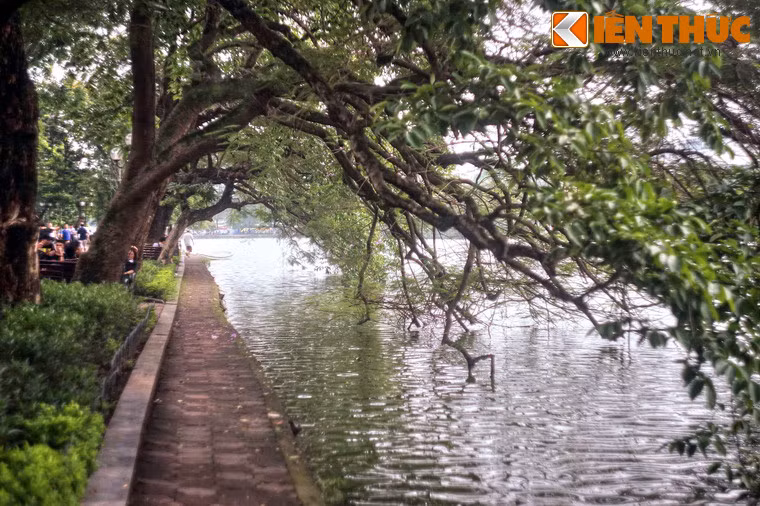 Không chỉ tạo nên một cảnh quan độc đáo, hàng cây cổ thụ la đà trên mặt nước xanh ngắt còn là nơi ghi dấu biết bao kỷ niệm của người Hà Nội.