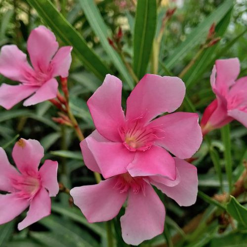 Cây trúc đào trở thành loài cây biểu tượng của thành phố Hiroshima bởi nó là loại cây nở hoa đầu tiên sau khi nơi này bị ném bom nguyên tử.