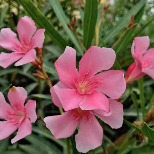 Cây trúc đào trở thành loài cây biểu tượng của thành phố Hiroshima bởi nó là loại cây nở hoa đầu tiên sau khi nơi này bị ném bom nguyên tử.