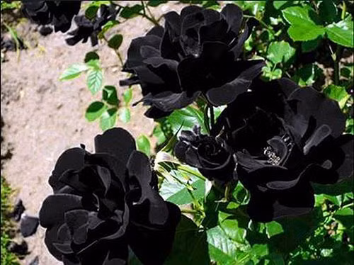 Hoa hồng đen nổi tiếng thế giới chỉ tồn tại trong tự nhiên ở Halfeti, Thổ Nhĩ Kỳ.