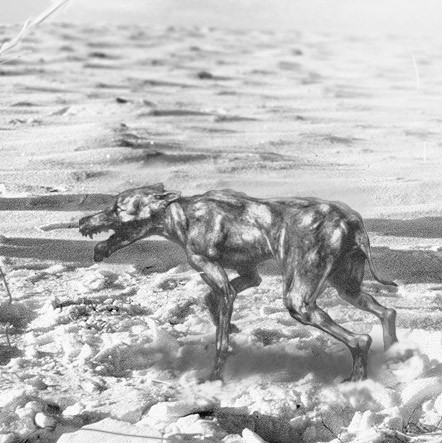 Qiqirn được miêu tả có vẻ ngoài khác hoàn toàn so với những con chó thông thường.