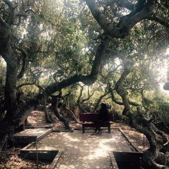 Cho đến nay, những sự việc kỳ bí xảy ra tại khu rừng Elfin vẫn chưa được lý giải. Một số người thích mạo hiểm đã đến khu rừng này với hy vọng sẽ gặp những hiện tượng bí ẩn rùng rợn.