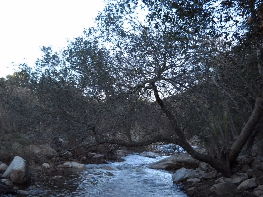 Tuy nhiên, về sau, người dân địa phương đã tàn sát và đuổi những người Gypsy ra khỏi khu rừng.