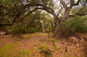 Một số người dân địa phương kể rằng, những linh hồn và yêu tinh trú ngụ tại đây.