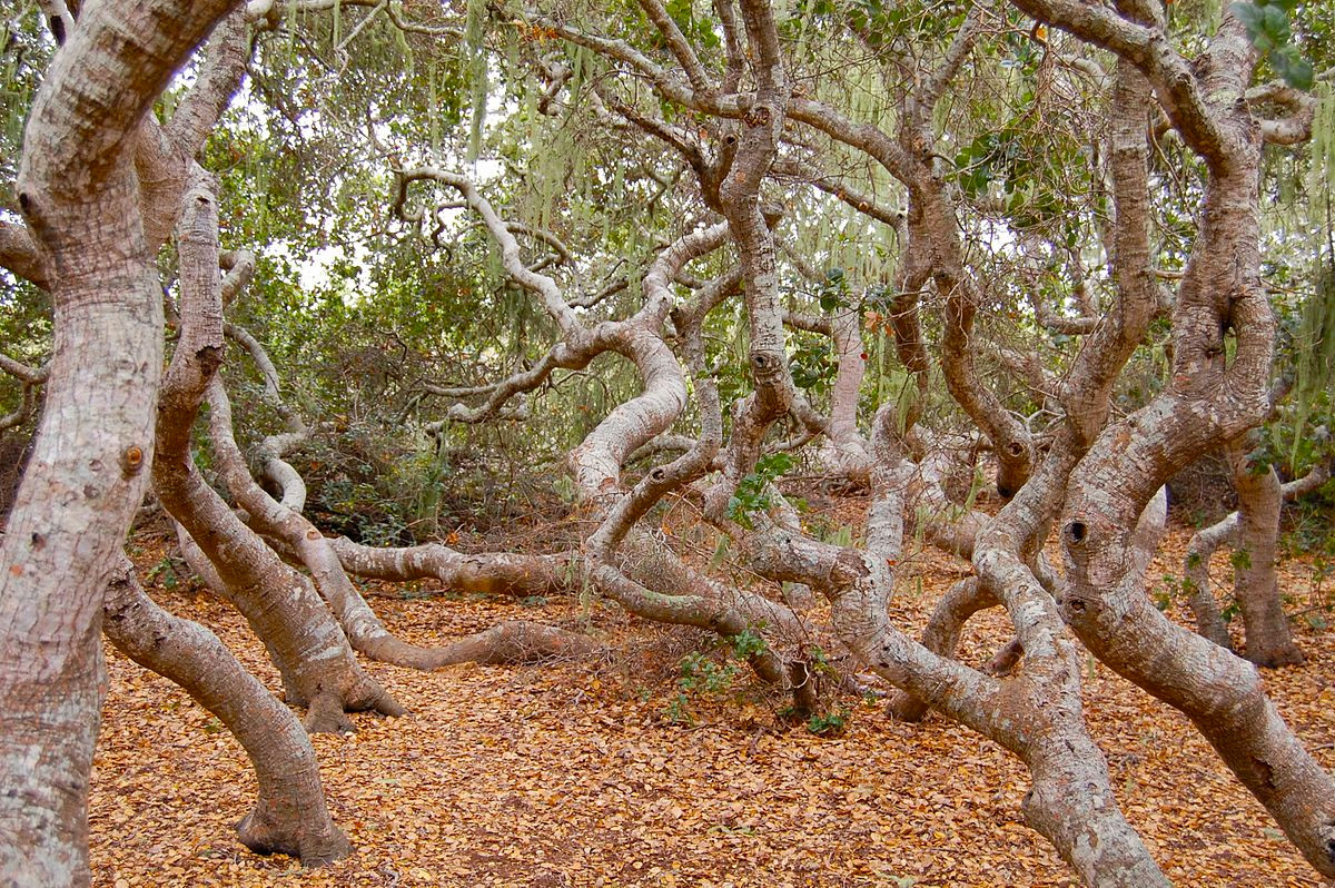 Kể từ đây, nhiều sự việc, hiện tượng kỳ lạ xảy ra tại khu rừng Elfin bị nguyền rủa.