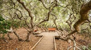 Tức giận vì bị đuổi đi, người Gypsy đã nguyền rủa khu rừng và các vùng đất xung quanh.