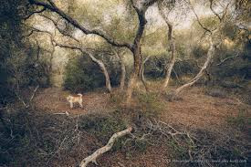 Cụ thể, vào đầu thế kỷ 19, người Gypsy đã đặt chân đến khu rừng Elfin và chiếm nơi này làm nơi sinh sống.