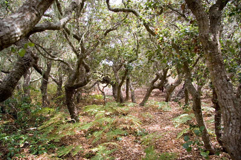 Thêm nữa, có người từng kể rằng đã nhìn thấy một chiến binh không đầu cưỡi ngựa chạy ngang qua họ.