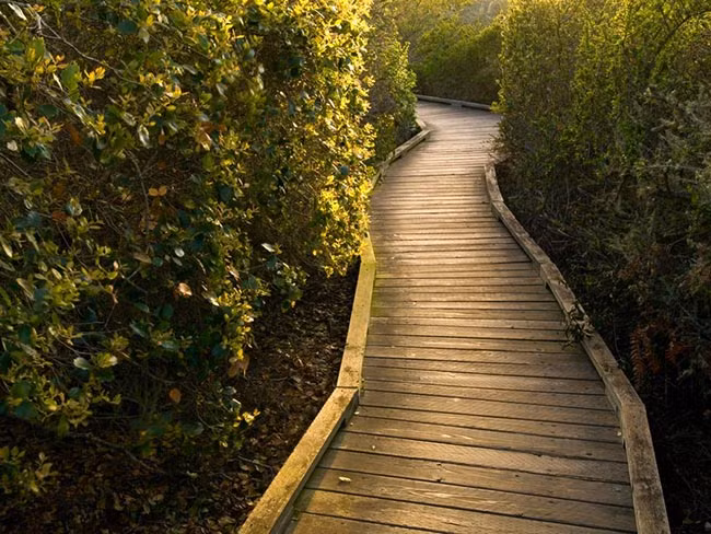 Trong số này nổi tiếng là việc nhiều người từng "chạm trán" một người phụ nữ bí ẩn mặc trang phục màu trắng đi lang thang trong rừng. Người phụ nữ này thoắt ẩn thoắt hiện khiến nhiều người không khỏi sợ hãi mỗi khi nhìn thấy.