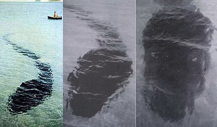 Tuy nhiên, những người trên thuyền đã kịp thời giữ người chụp ảnh lại. Trong khi một số người tin rằng câu chuyện này là thật thì có người nhận định người chụp ảnh đã dàn dựng câu chuyện hay bức ảnh được chỉnh sửa.