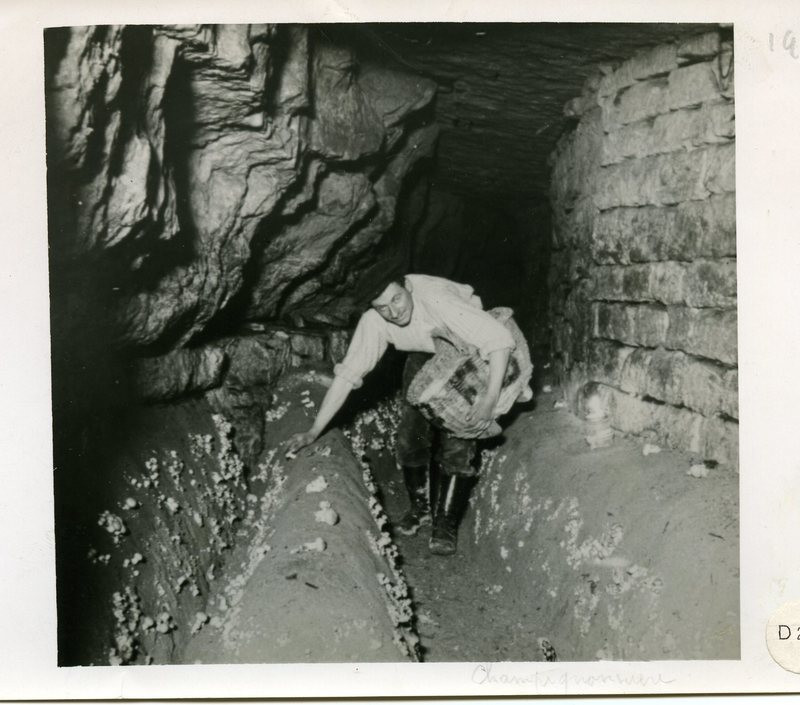 Nhờ vậy, ông Chambery đã thu hoạch được lượng lớn nấm trồng trong hầm mộ Paris.