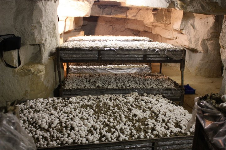 Mô hình trồng nấm trong hầm mộ Paris của ông Chambery nhanh chóng được nhiều người hưởng ứng.