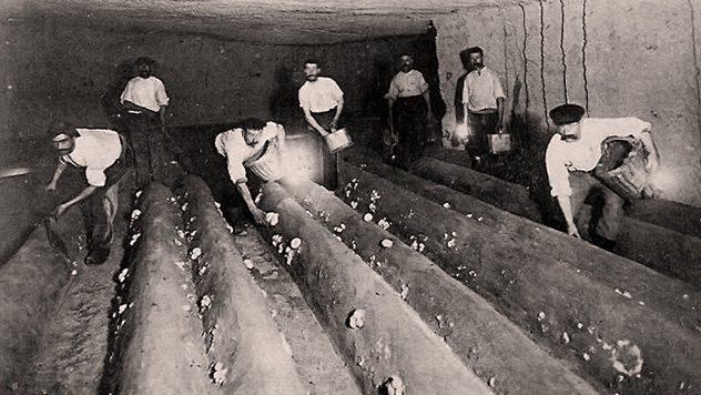 Cụ thể, vào đầu thế kỷ 19, một số đường hầm bên trong hầm mộ Paris được người dân sử dụng để... trồng nấm.