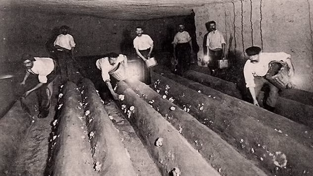 Cụ thể, vào đầu thế kỷ 19, một số đường hầm bên trong hầm mộ Paris được người dân sử dụng để... trồng nấm.