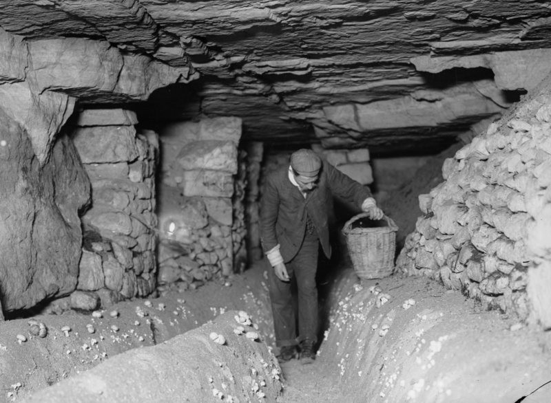 Khi nhìn thấy những cây nấm có thể sinh trưởng trong môi trường đặc biệt này, ông Chambery quyết định sử dụng một số đường hầm bỏ hoang để trồng nấm champignon de Paris.