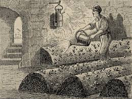 Điều này xuất phát từ việc một người dân Paris có tên Monsieur Chambery đã phát hiện một số cây nấm mọc trong đường hầm tại hầm mộ Paris.