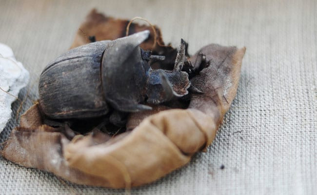 Trong quá trình khai quật 7 ngôi mộ cổ tại quần thể kim tự tháp của Vua Userkaf thuộc khu di tích Saqqara, các nhà khảo cổ đã có phát hiện bất ngờ. Theo đó, họ tìm thấy 2 xác ướp bọ hung hiếm có.