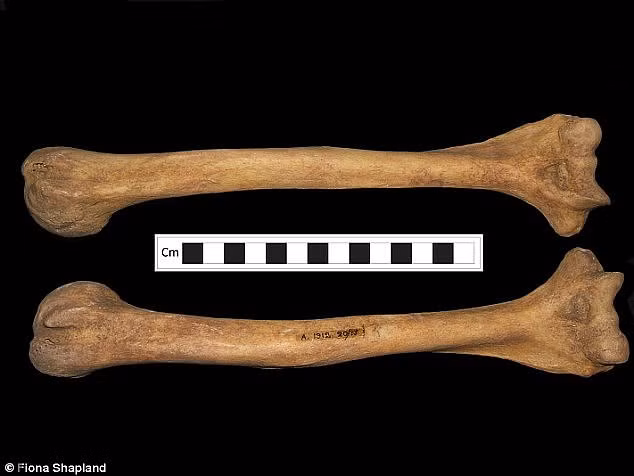 Địa điểm phát hiện các bộ hài cốt trải dài ở nhiều châu lục: từ châu Âu cho đến Trung Đông trong khoảng thời gian 200.000 năm qua.