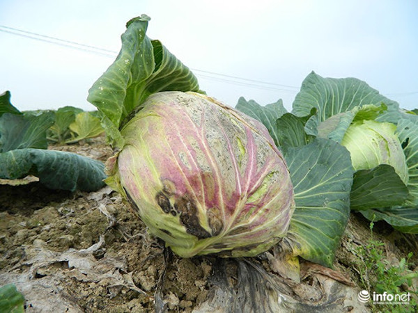  Bắp cải thối. Bắp cải rất tốt cho sức khỏe. Thế nhưng, một khi chúng bị thối thì nên vứt bỏ thay vì lọc phần hỏng để nấu ăn. Nguyên nhân bởi nitrat trong bắp cải sẽ chuyển thành nitrit sau khi bắp cải thối rữa. Người ăn phải sẽ cảm thấy nhức đầu, chóng mặt, buồn nôn, chướng bụng, tăng nhịp tim. Trường hợp nghiêm trọng, bệnh nhân có thể hôn mê hoặc tử vong.