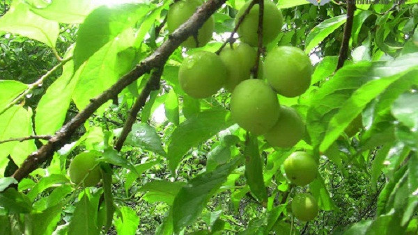 Trái cây chưa chín. Mơ, mận... chưa trưởng thành có chứa axit oxalic, axit benzoic và các thành phần khác. Khi đi vào cơ thể, chúng rất khó để tiêu hóa.