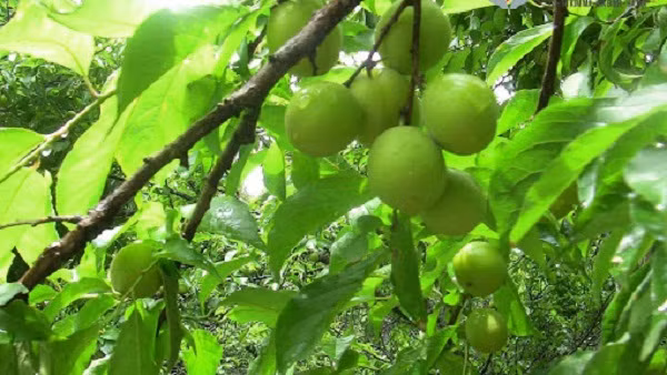 Trái cây chưa chín. Mơ, mận... chưa trưởng thành có chứa axit oxalic, axit benzoic và các thành phần khác. Khi đi vào cơ thể, chúng rất khó để tiêu hóa.