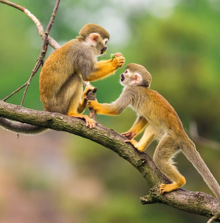 Từ cuối tháng 3 đến đầu tháng 4 là thời điểm để những người cầm tinh con khỉ nắm bắt một số cơ hội tốt, giúp họ cải thiện rất nhiều về sự nghiệp và tiền bạc.