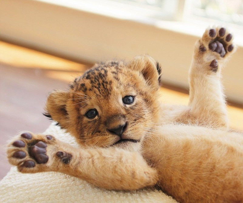 Chuyện làm ăn đi đúng kế hoạch, người thực hiện giỏi và khéo léo nên mang đến những dự án tốt, lợi nhuận ổn định. Tình duyên nồng thắm nên khiến cuộc sống tuổi Dần càng thăng hoa.