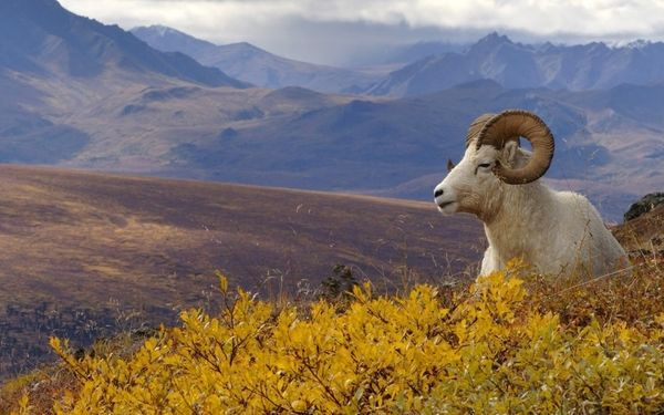 Tuổi Mùi có chút cạnh tranh trong tình cảm, cũng nhờ vậy người ấy mới thấy rõ sự quan tâm của bạn. Công việc thuận lợi, bạn có cơ hội thăng chức. Con giáp này cần thận trọng kẻo bốc đồng lại chi tiêu quá tay.