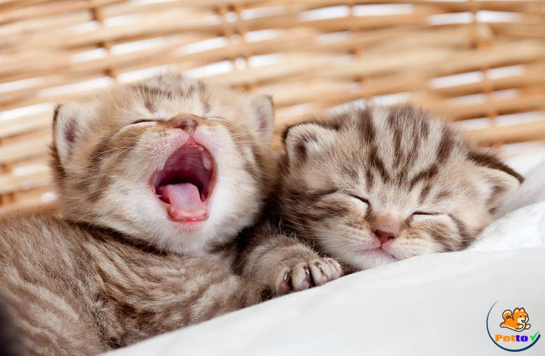 Tuổi Mão nếu đã thích người ấy đừng chần chừ, hãy bày tỏ. Chỉ cần chăm chỉ làm việc, bạn sẽ gặt hái thành quả. Hôm nay không phải thời điểm thích hợp để khởi nghiệp, bạn đừng cả tin mà tưởng rằng mọi thứ dễ dàng.