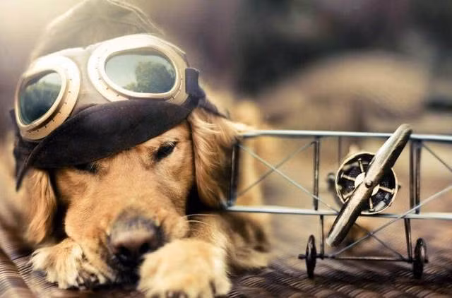 Nhược điểm duy nhất của tuổi Tuất là tính cách có phần bộc trực, quyết liệt trong công việc. Một mặt tính cách này giúp con giáp nỗ lực đến cùng để đi tới thành công. Nhưng sự thẳng thắn quá mức có thể gây mất lòng người khác, hãy mềm mỏng hơn. (*Thông tin chỉ mang tính chất chiêm nghiệm, trắc nghiệm vui).