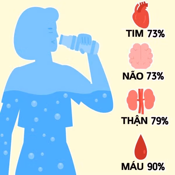 Khi cơ thể được cung cấp quá nhiều nước, chúng sẽ làm loãng chất điện giải, cơ thể bị mệt mỏi, thận làm việc quá tải, thậm chí hoạt động của não bộ cũng sẽ bị ảnh hưởng.