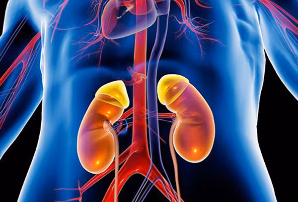 Theo các nhà khoa học, công việc của thận là xử lý lượng nước đưa vào. Chính vì vậy, nó được ví như một “máy lọc” của cơ thể.