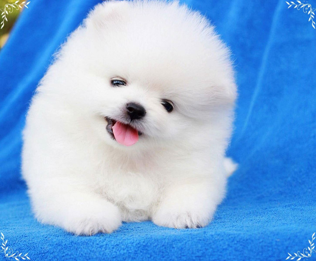 Tuổi Tuất sẽ chịu nhiều áp lực, những điều không mong muốn, hãy chăm chỉ làm việc và coi đó là trọng tâm trong ngày hôm nay. Nhờ vậy bạn sẽ có thêm thu nhập, nhưng hạn chế các khoản chi không đáng. Tình cảm thuận lợi, tuổi Tuất cần thận trọng có người khác để tránh ghen tuông.