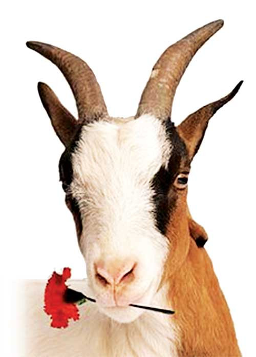 Tuổi Mùi có một ngày thành công trong công việc, bạn nhân mưa lời khen từ đồng nghiệp. Trong trường hợp người khác nhờ giúp đỡ mà không đủ khả năng làm, bạn cần học cách từ chối. Tuổi Mùi còn độc thân có cơ hội tìm một nửa trong các bữa tiệc, hãy chủ động hơn. Người đã có đối tượng cần bao dung hơn, tránh xảy ra cãi vã.