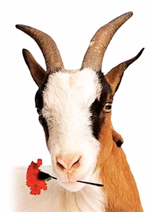 Tuổi Mùi có một ngày thành công trong công việc, bạn nhân mưa lời khen từ đồng nghiệp. Trong trường hợp người khác nhờ giúp đỡ mà không đủ khả năng làm, bạn cần học cách từ chối. Tuổi Mùi còn độc thân có cơ hội tìm một nửa trong các bữa tiệc, hãy chủ động hơn. Người đã có đối tượng cần bao dung hơn, tránh xảy ra cãi vã.