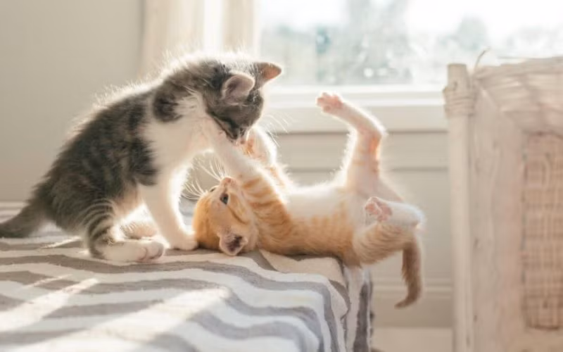 Tuổi Mão không nên nhắc đến quá khứ với nửa kia, chuyện tình cảm có thể đi xuống. Công việc dễ xảy ra sai sót, hãy thận trọng hơn. Bù lại con giáp này có thể tăng thu nhập trong hôm nay.