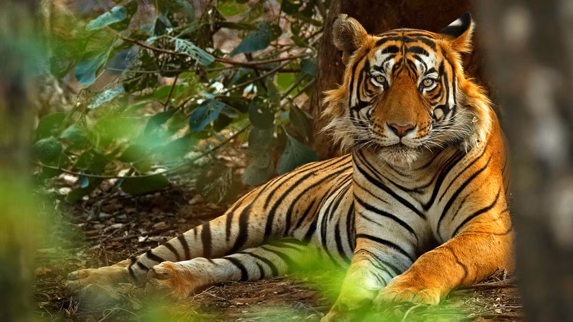 Con giáp này cũng rơi vào cung xấu, có thể thất thoát tiền nong do đầu tư sai, cho vay mượn, hoặc đứng ra vay hộ. Vì thế, ngoài giữ vững tinh thần thì con giáp này cần giữ chắc túi tiền, không cho vay hay vay hộ ai nếu thực sự không tin tưởng.