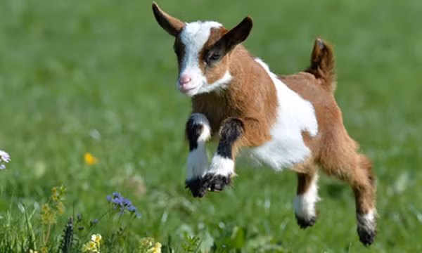 Tuổi Mùi: Nhiều vấn đề nhỏ nhặt vô tình gây áp lực cho bạn, hãy sống chậm lại và vững tiến về phía trước. Nhiều việc phải làm, tuổi Mùi hãy sắp xếp theo thứ tự ưu tiên. Chuyện tình cảm tốt lên, nhưng những người tuổi này hãy cẩn thận kẻo dính vào chuyện tình tay ba.