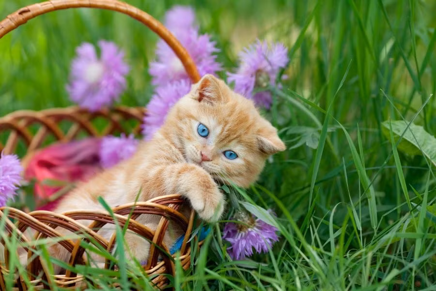 Tuổi Mão: Công việc của bạn có thể gặp chút khó khăn hôm nay, dù kiểm tra đi kiểm tra lại vẫn dính sai sót khó ngờ. Căng thẳng, tuổi Mão có thể gây mâu thuẫn với người thân nếu không chú ý đến thái độ và giọng điệu của mình.