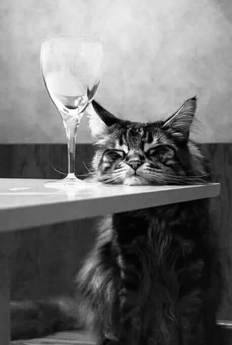 Tuổi Mão tự tin giành lấy cơ hội, từ đó thể hiện được quyết tâm và năng lực bản thân. Kiếm được tiền, sự quyết liệt của con giáp cũng khiến đối thủ không dám ra tay chơi xấu, dù vậy vẫn cần cảnh giác.